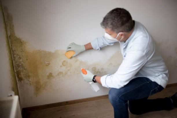 Professional Mold Removal in Beattyville, KY